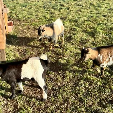 Mobil Home, Animaux Admis - 3 Pers. - Api-1-52-2661