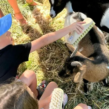 Mobil Home, Animaux Admis - 3 Pers. - Api-1-52-2661 Monplaisant